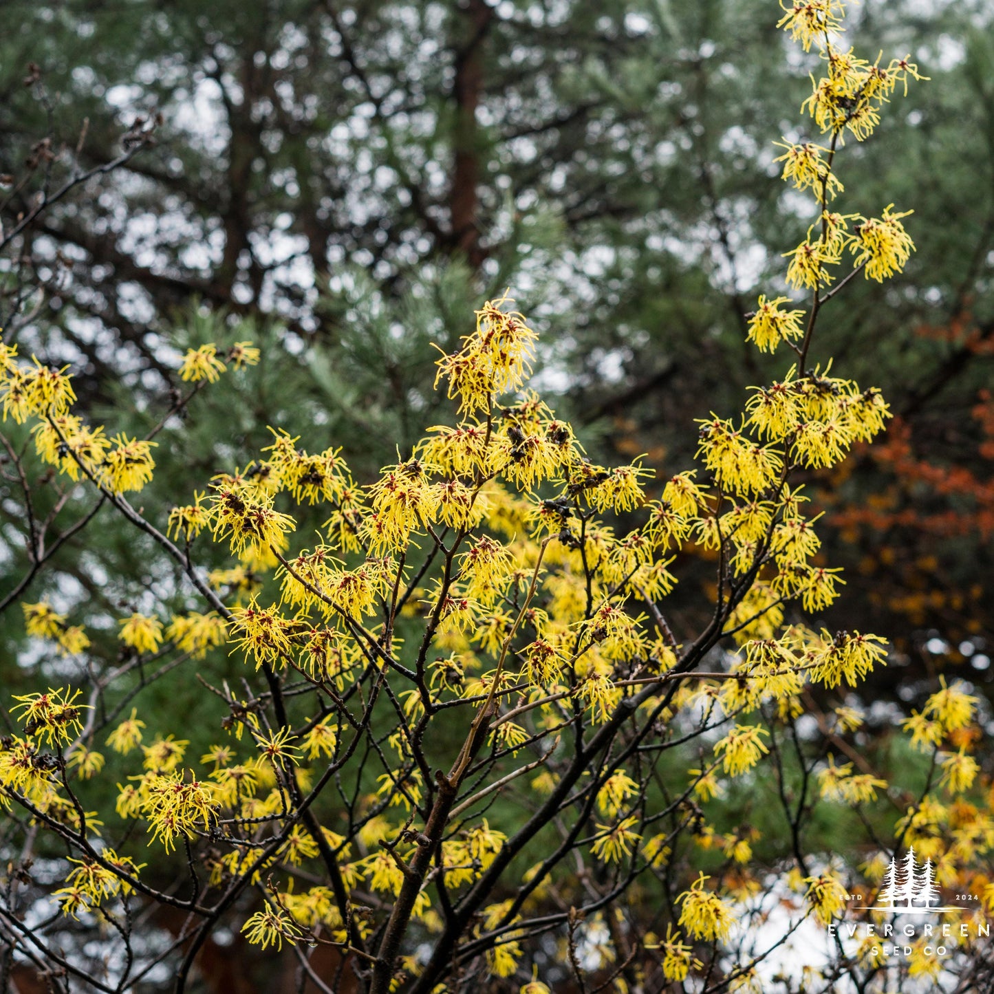 Yellow flowers on a tree branch with blurred green trees in the background