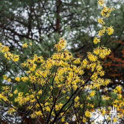 Yellow flowers on a tree branch with blurred green trees in the background