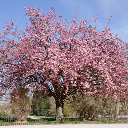 Japanese Hill Cherry Tree Seeds (Prunus serrulata)