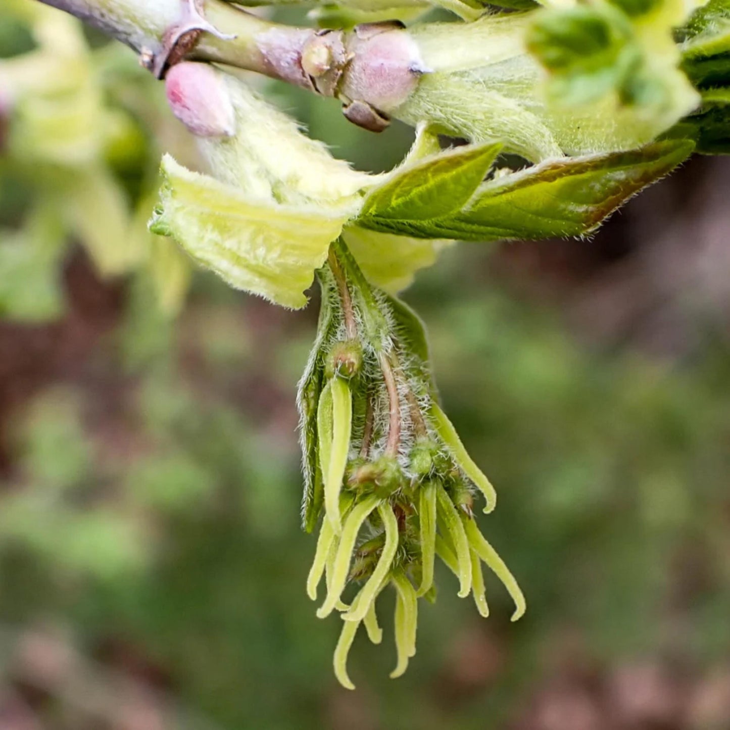 Box Elder Tree Seeds-(Acer negundo)