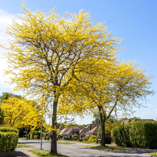 Thornless Honey Locust Tree Seeds-(Gleditsia triacanthos var. inermis)