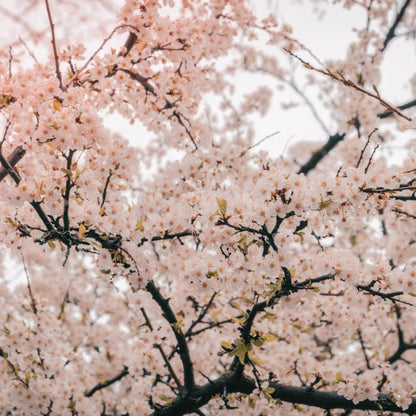 Japanese Mountain Cherry Tree 'Spontanea'-(Prunus serrulata 'Spontanea')