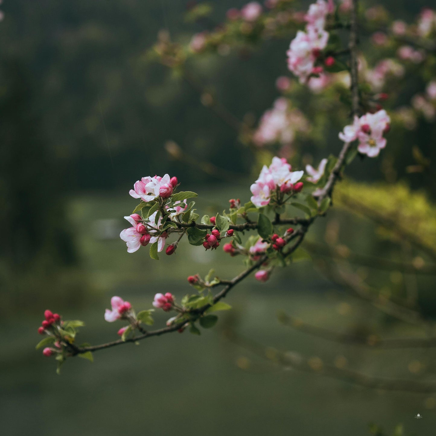 Weeping Higan Cherry Tree Seeds (Prunus subhirtella var. pendula)