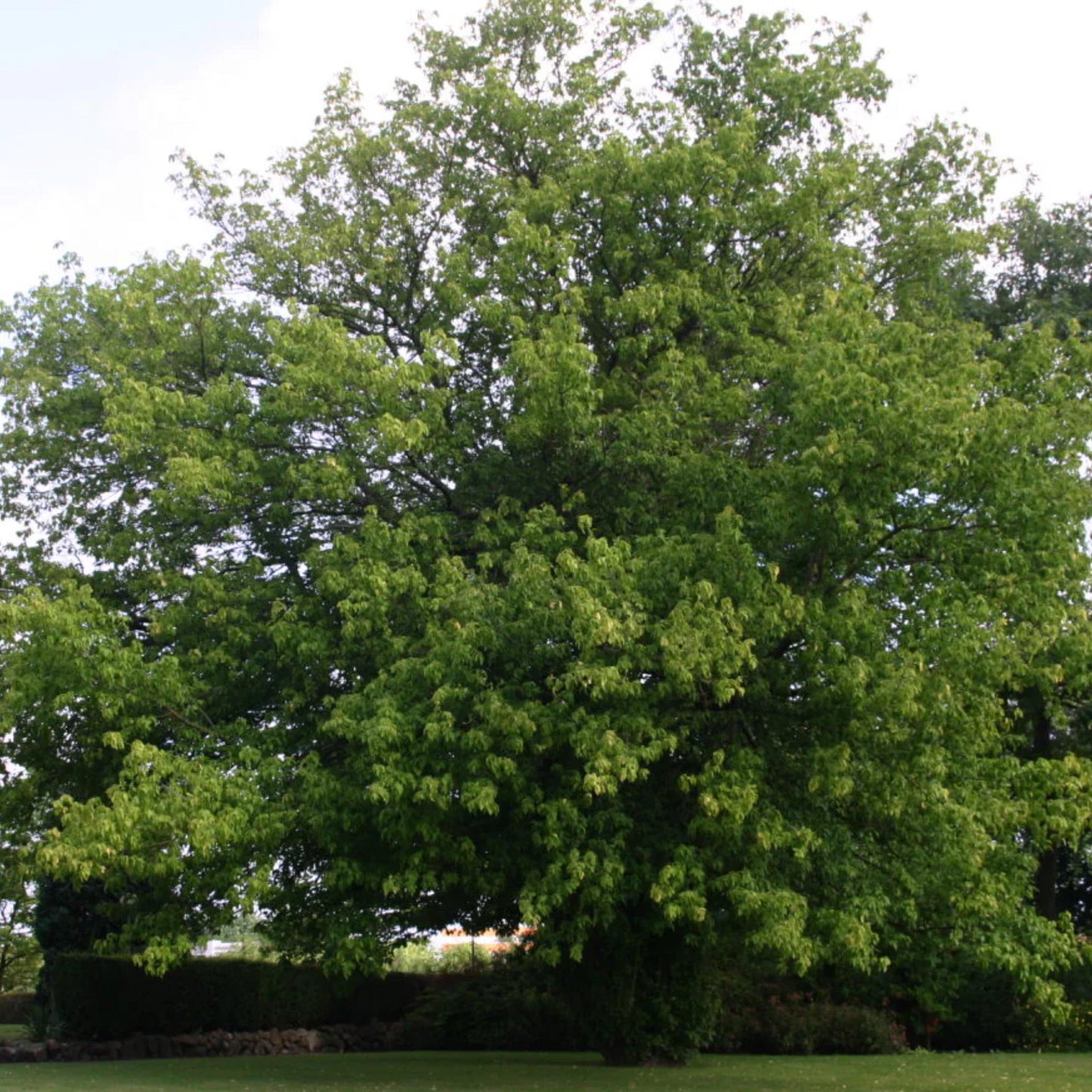 Box Elder Tree Seeds-(Acer negundo)