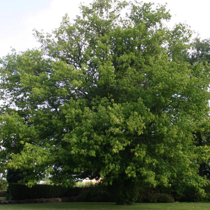 Box Elder Tree Seeds-(Acer negundo)