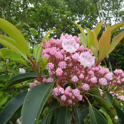 Mountain Laurel Seeds-(Kalmia Latifolia)