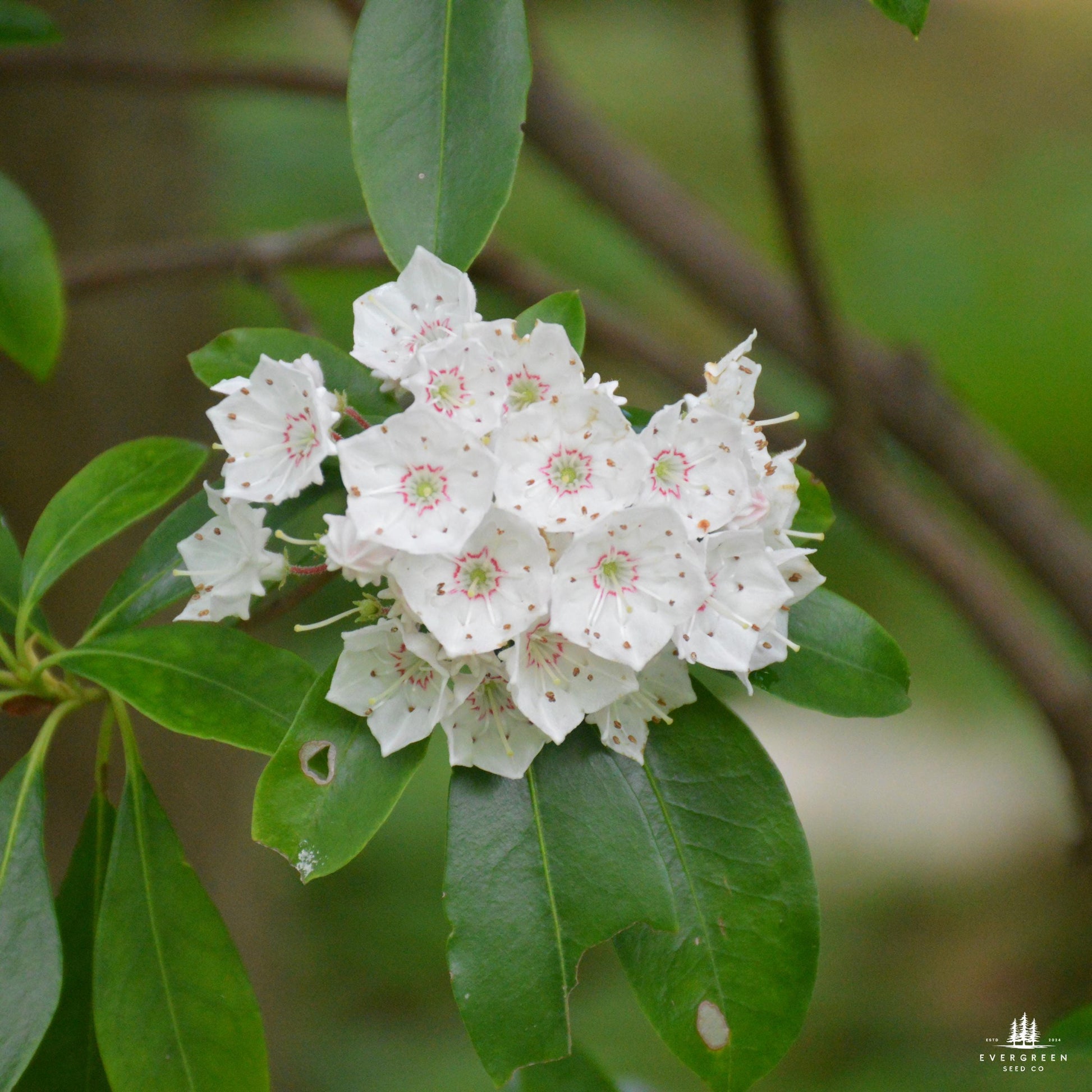 mountain laurel seeds planting Mountain Laurel Seeds