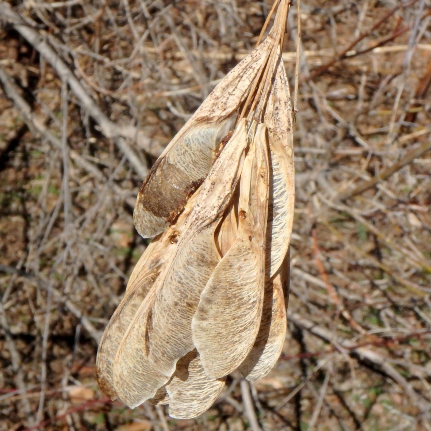 Box Elder Tree Seeds-(Acer negundo)