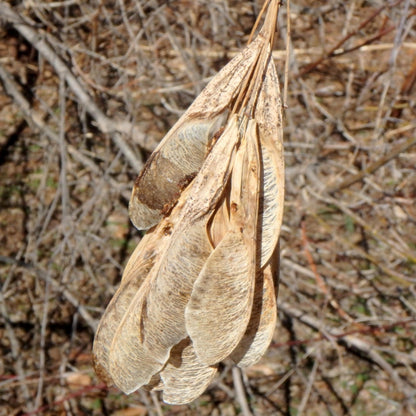Box Elder Tree Seeds-(Acer negundo)
