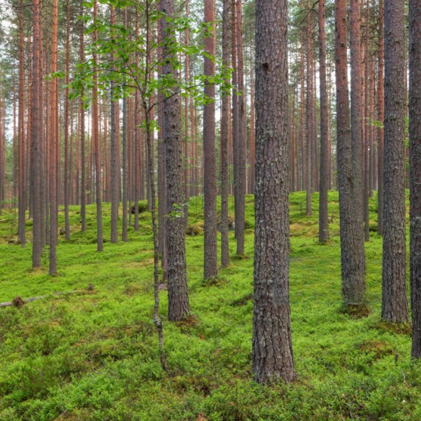 Scotch Pine Tree Seeds (Pinus sylvestris)