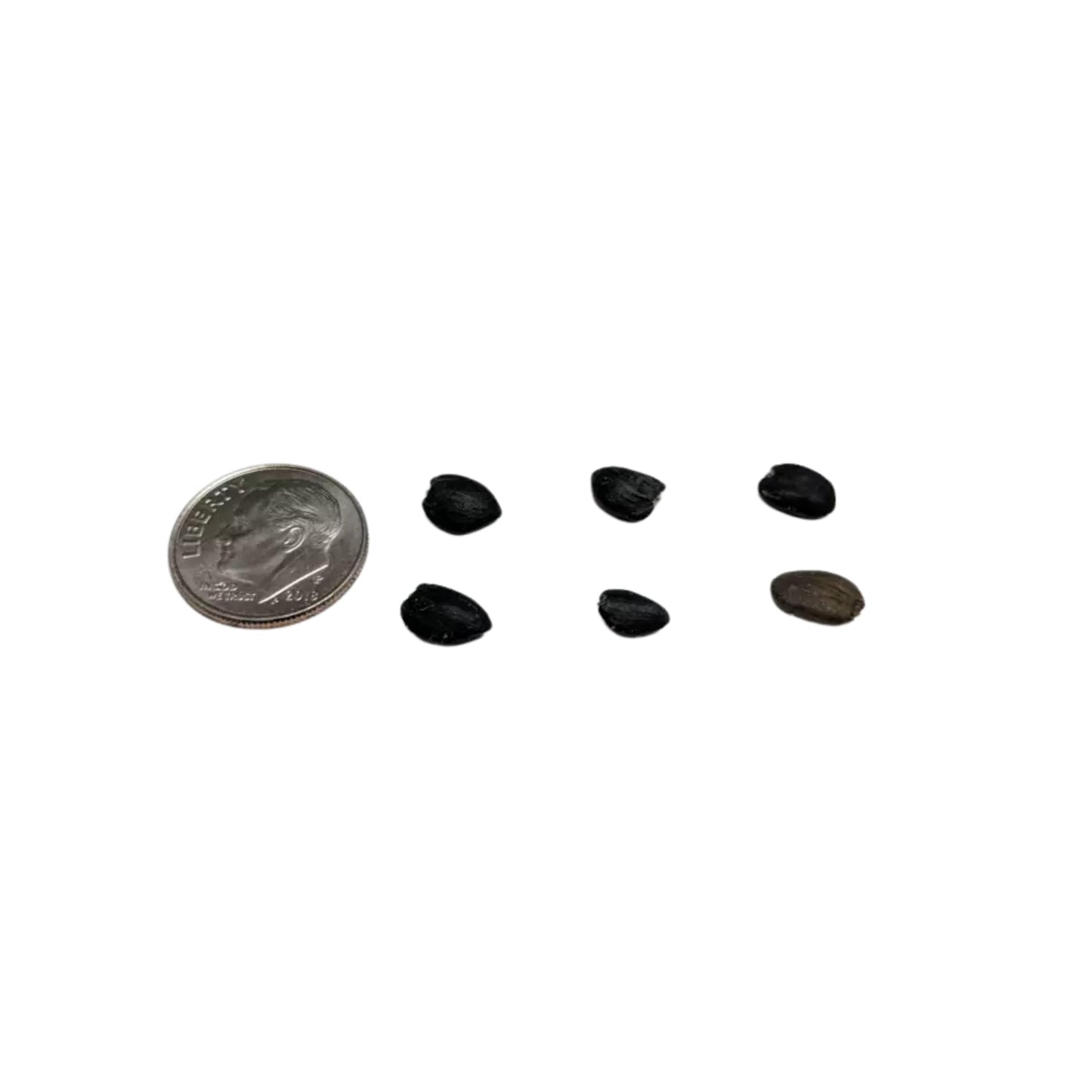 Southern Sweetbay Magnolia Seeds (Magnolia virginiana)