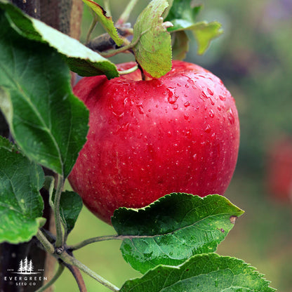 Paradise Apple Tree Seeds (Malus pumila)