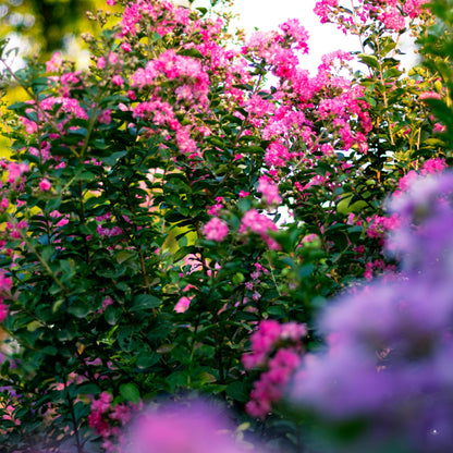 Pink Crape Myrtle Seeds (Lagerstroemia indica)