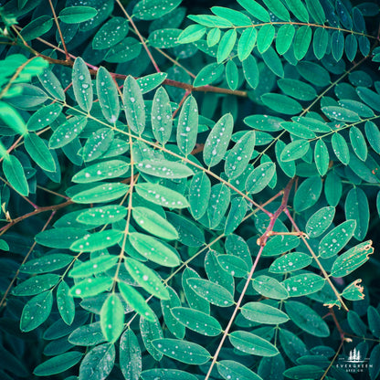 Black Locust Tree Seeds (Robinia pseudoacacia)