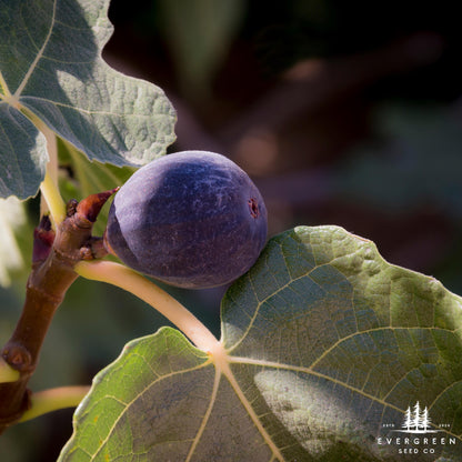 Fig Tree Seeds (Ficus carica)