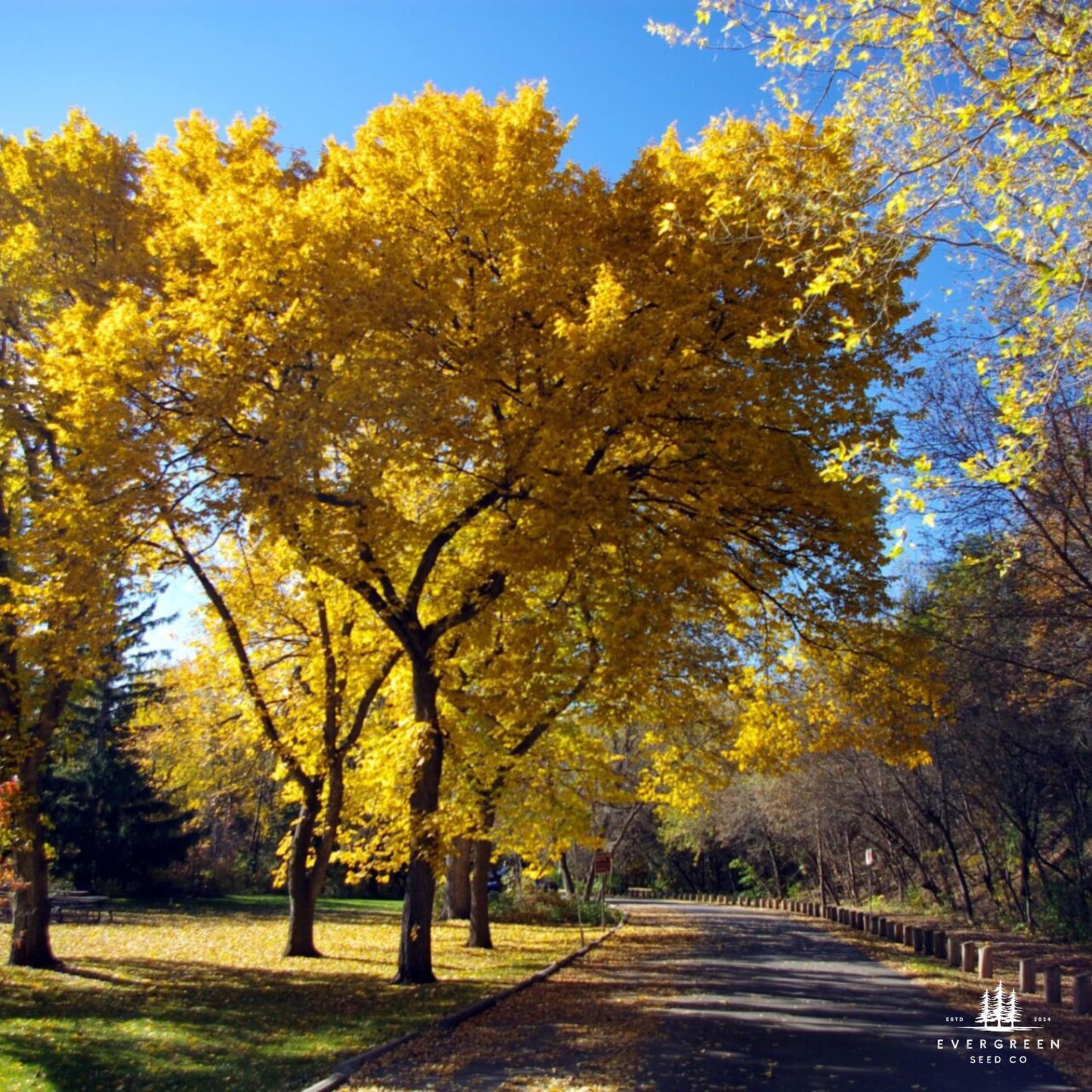 American Elm Tree Seeds (Ulmus americana ‘Princeton’)