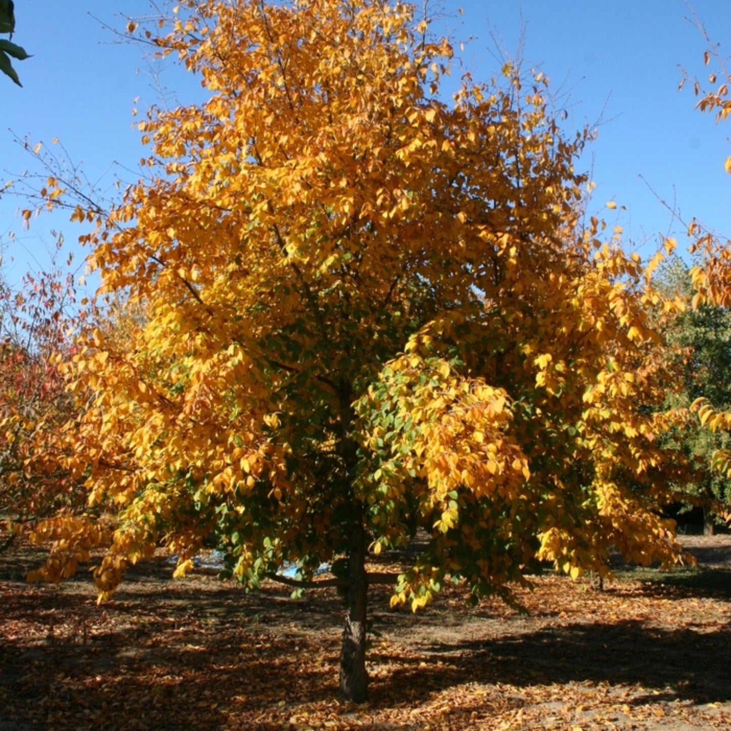 Eastern Hophornbeam Tree Seeds (Ostrya virginiana)