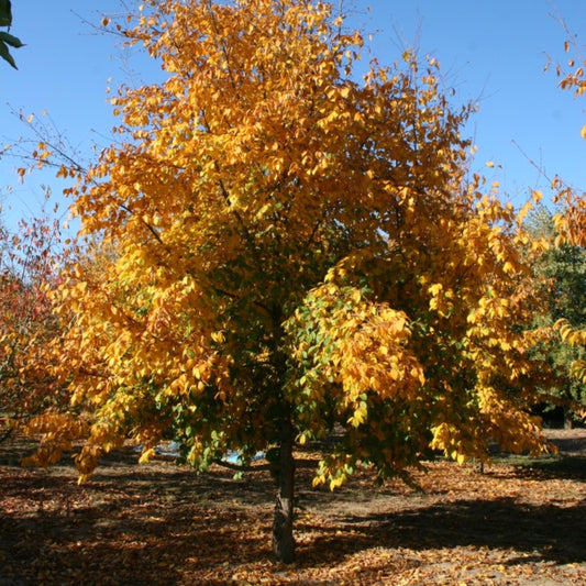 Eastern Hophornbeam Tree Seeds (Ostrya virginiana)
