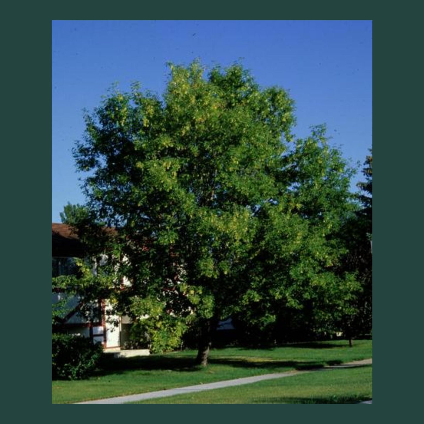 Box Elder Tree Seeds-(Acer negundo)