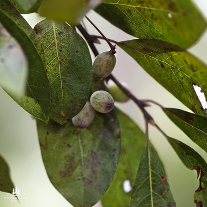 Swamp Tupelo Tree Seeds (Nyssa sylvatica var. biflora)