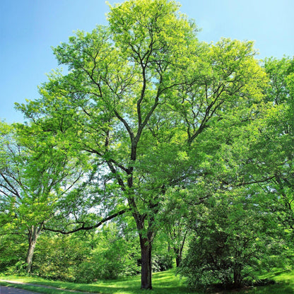 Thornless Honey Locust Tree Seeds-(Gleditsia triacanthos var. inermis)