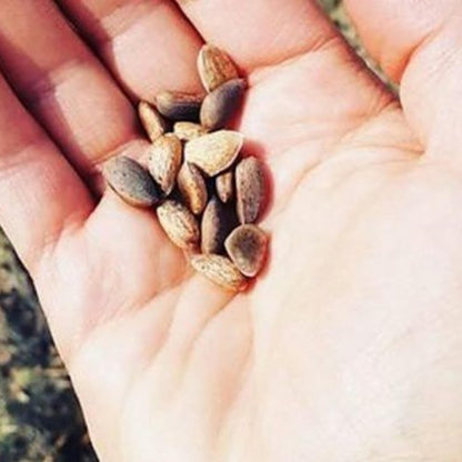 Sugar Pine Tree Seeds (Pinus lambertiana)