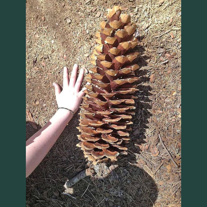 Large Sugar Pine cone next to a person's hand for scale on the ground.