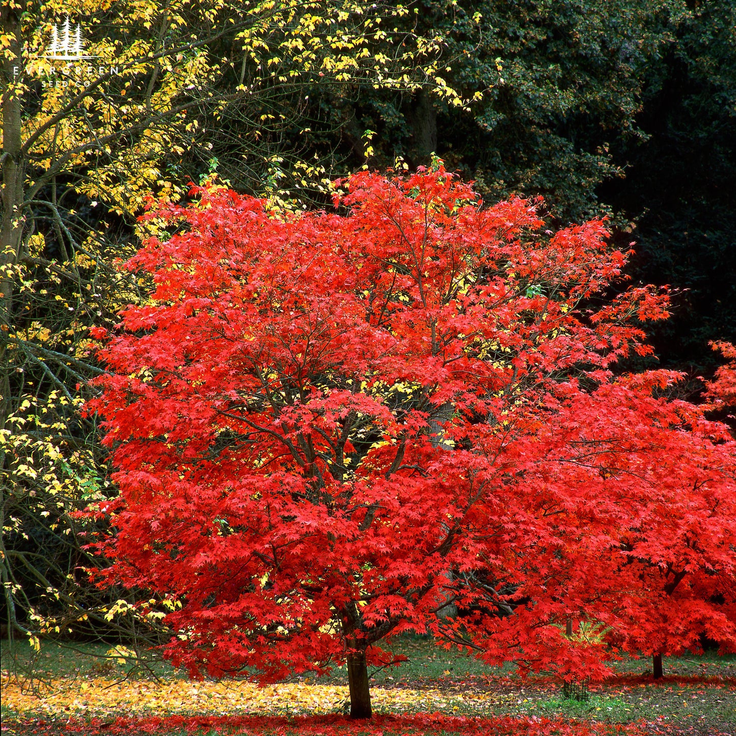 Red Maple -(Acer rubrum)