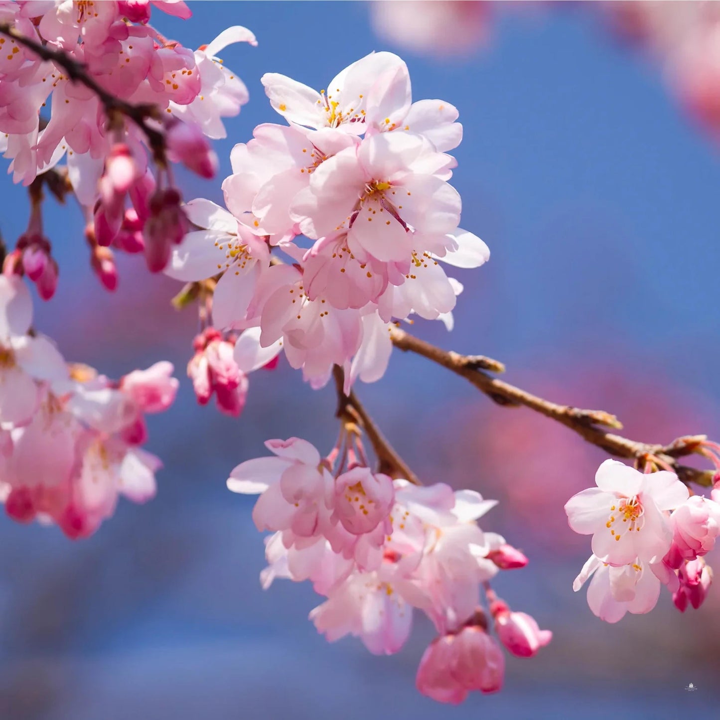 Japanese Hill Cherry Tree Seeds (Prunus serrulata)