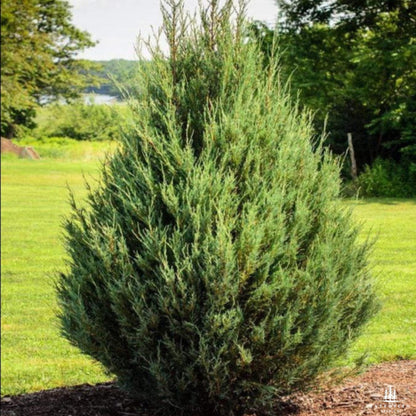 Eastern Red Cedar Tree Seeds-(Juniperus Virginiana)