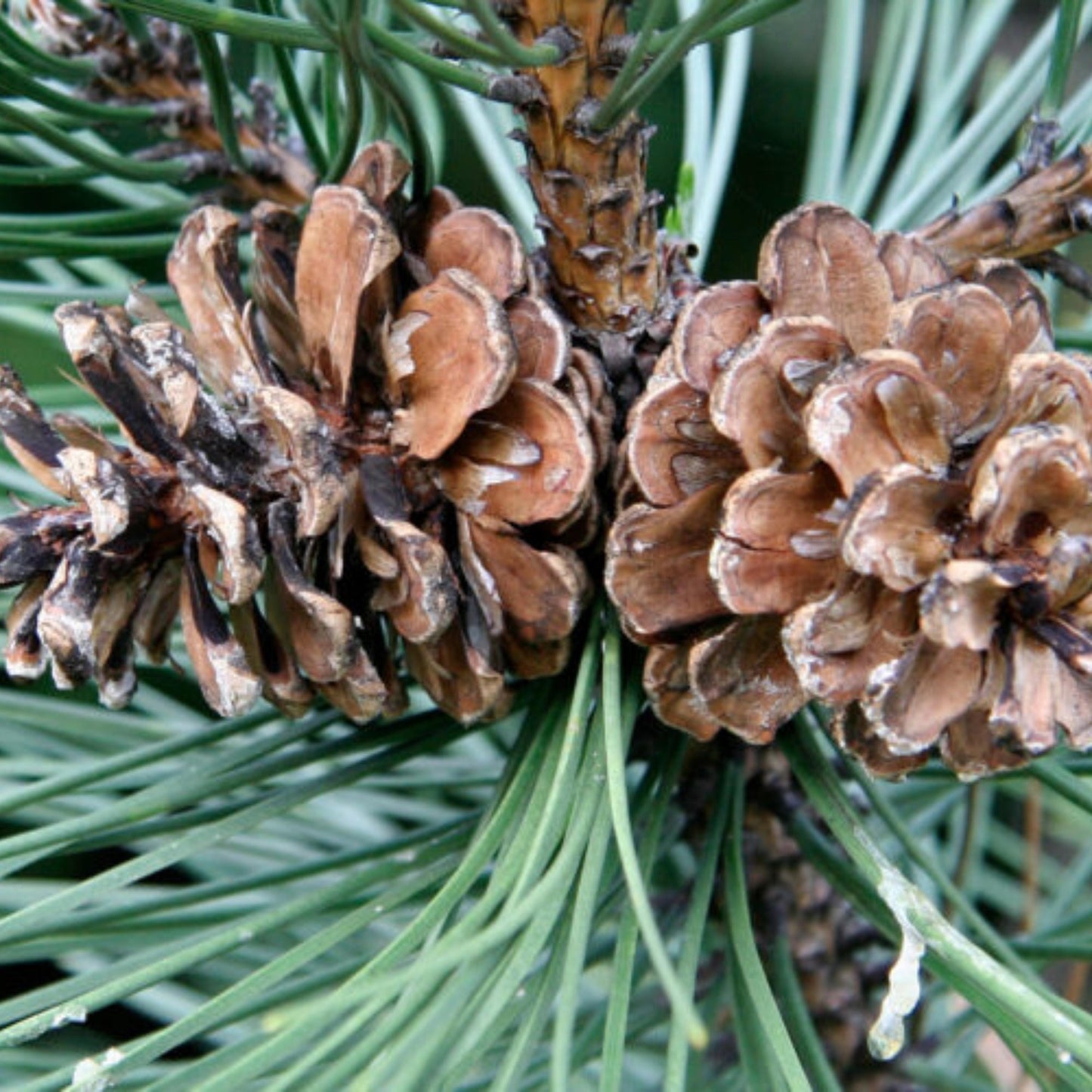 Austrian Pine Tree Seeds – (Pinus nigra)