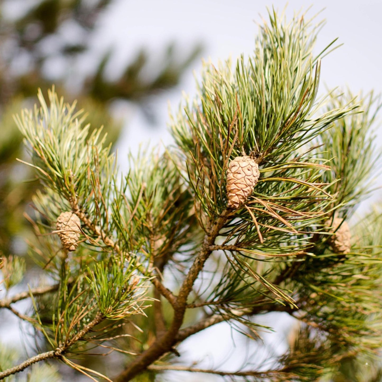 Scotch Pine Tree Seeds (Pinus sylvestris)