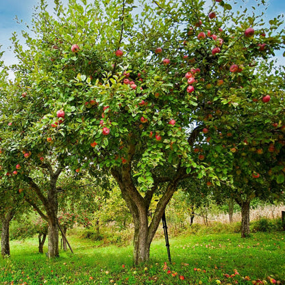 Honeycrisp Apple Tree Seeds-(Malus domestica)