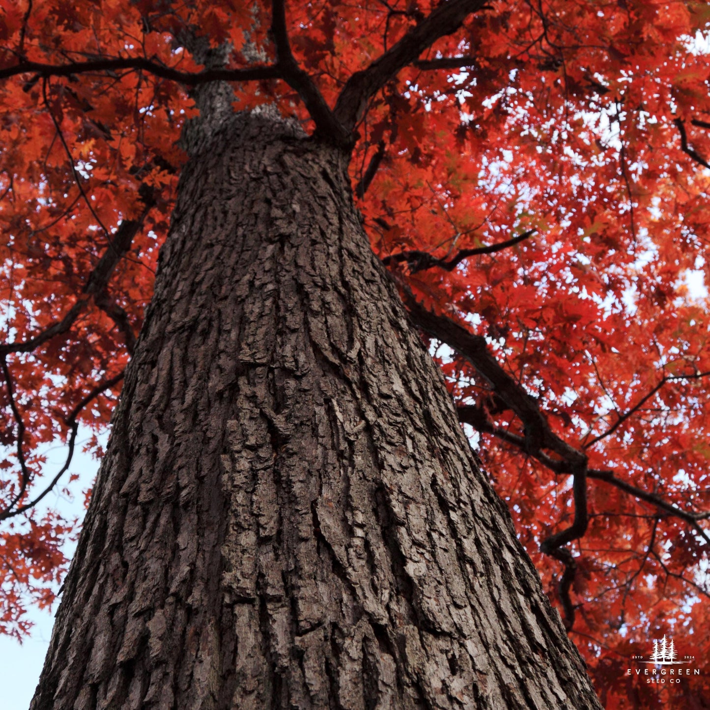 Northern Red Oak Tree Seeds (Quercus rubra)