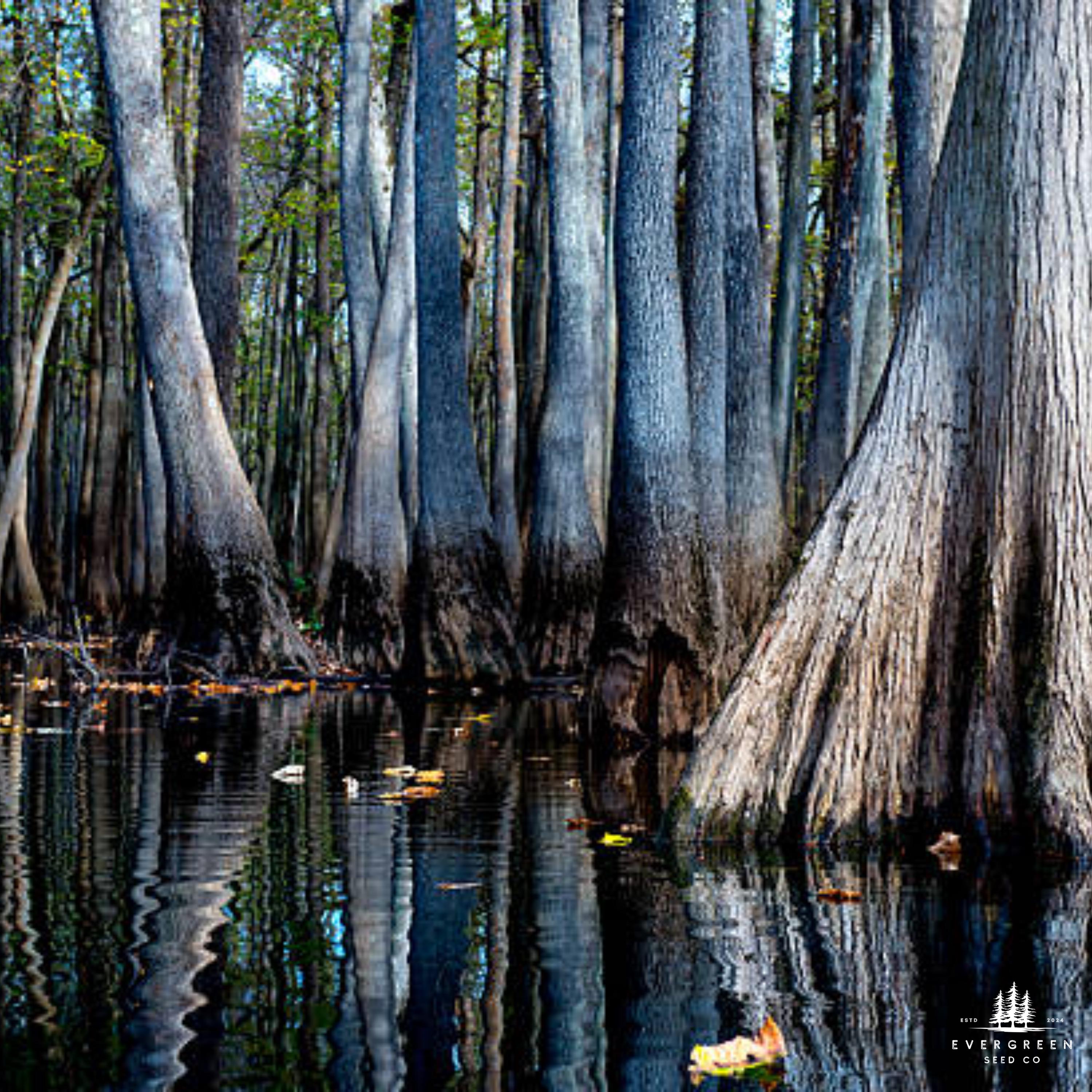 Water Tupelo Tree Seeds — Nyssa aquatica | Native Wetland Tree ...