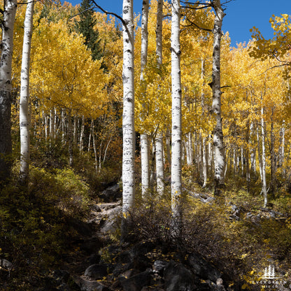White Paper Birch Tree Seeds– (Betula papyrifera)
