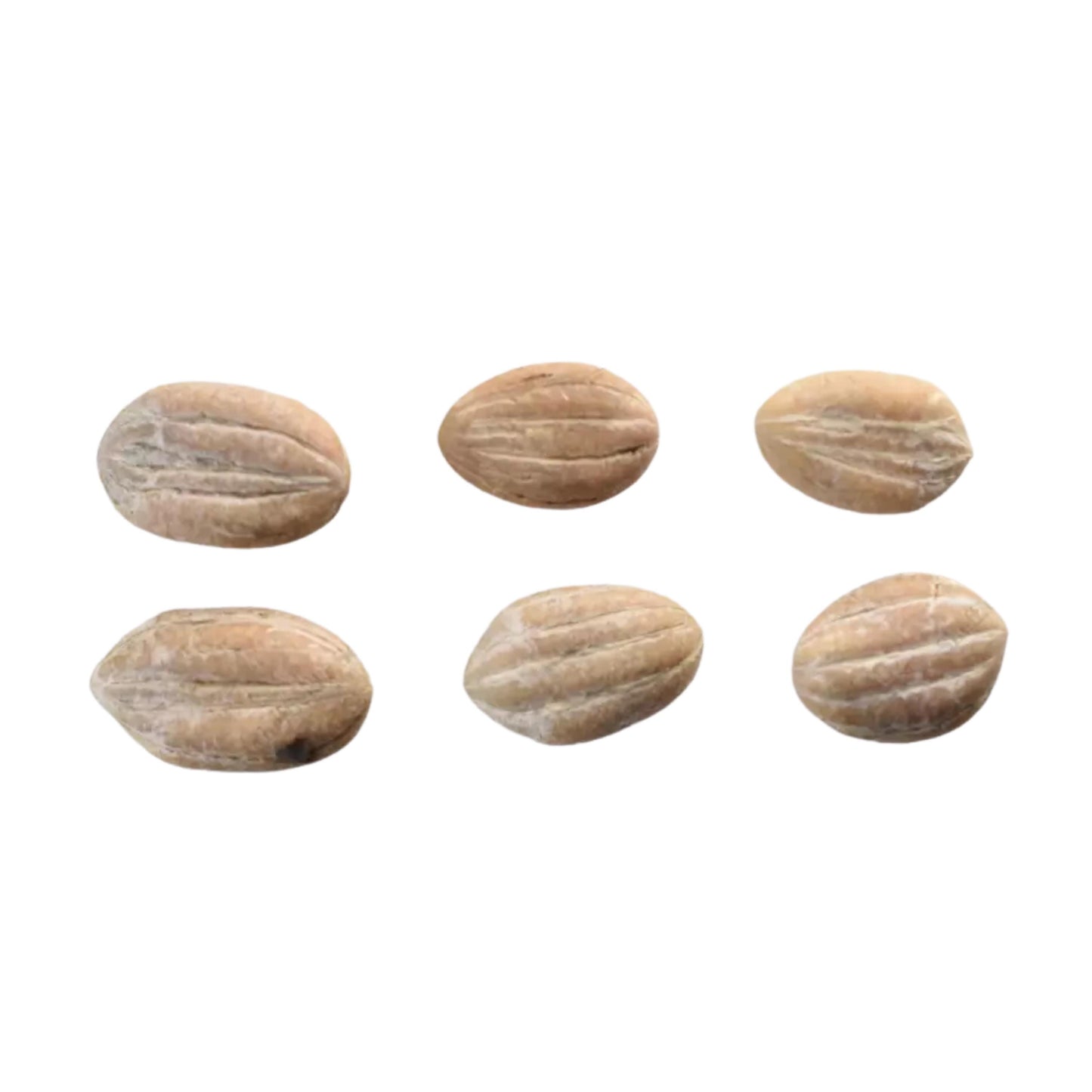 Swamp Tupelo Tree Seeds (Nyssa sylvatica var. biflora)