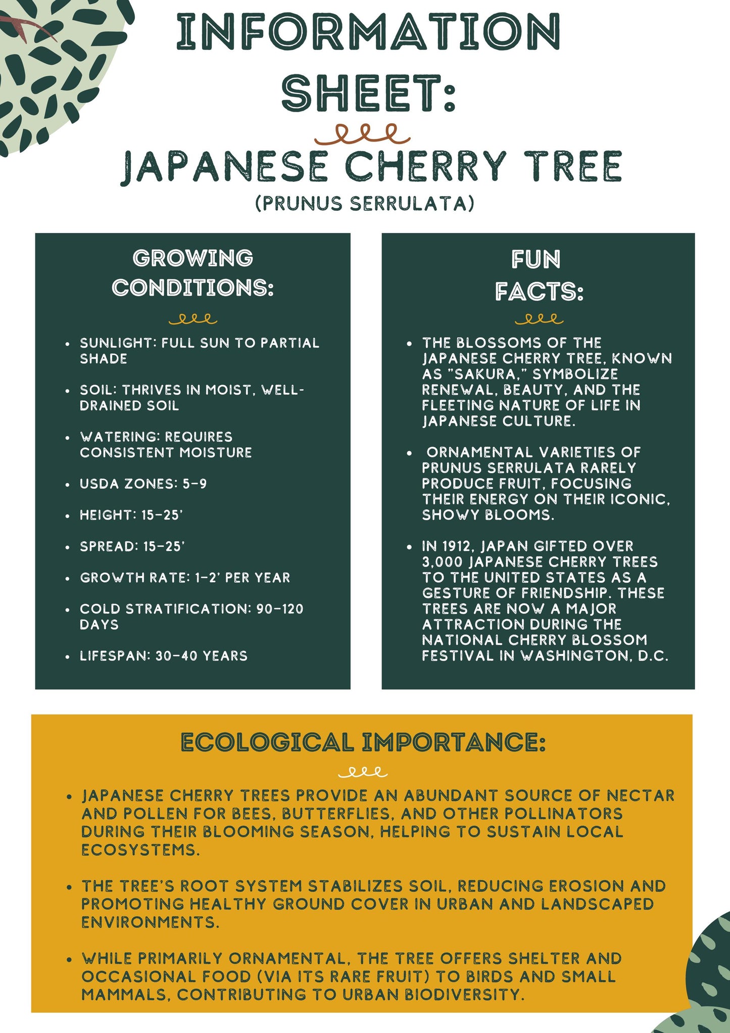 Japanese Hill Cherry Tree Seeds (Prunus serrulata)