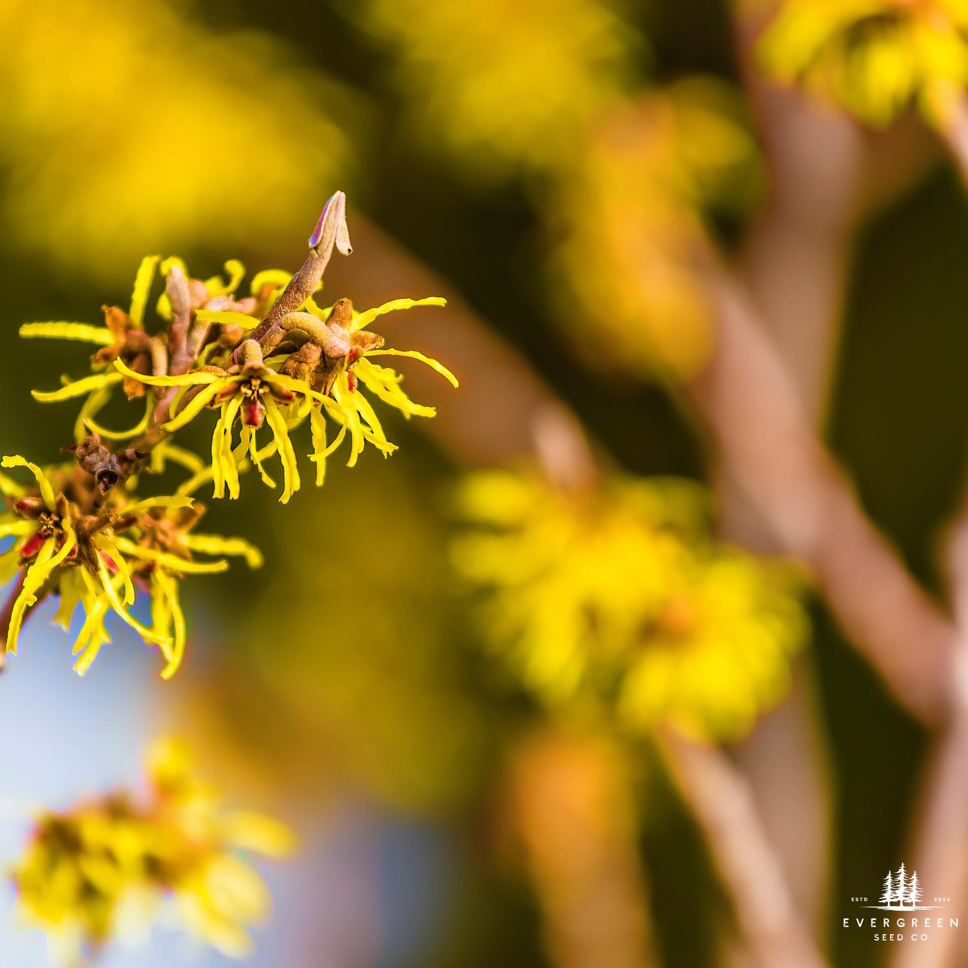 Close-up of yellow flowers with a blurred background