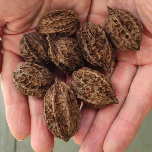 Butternut Tree Seeds-(Juglans cinerea)
