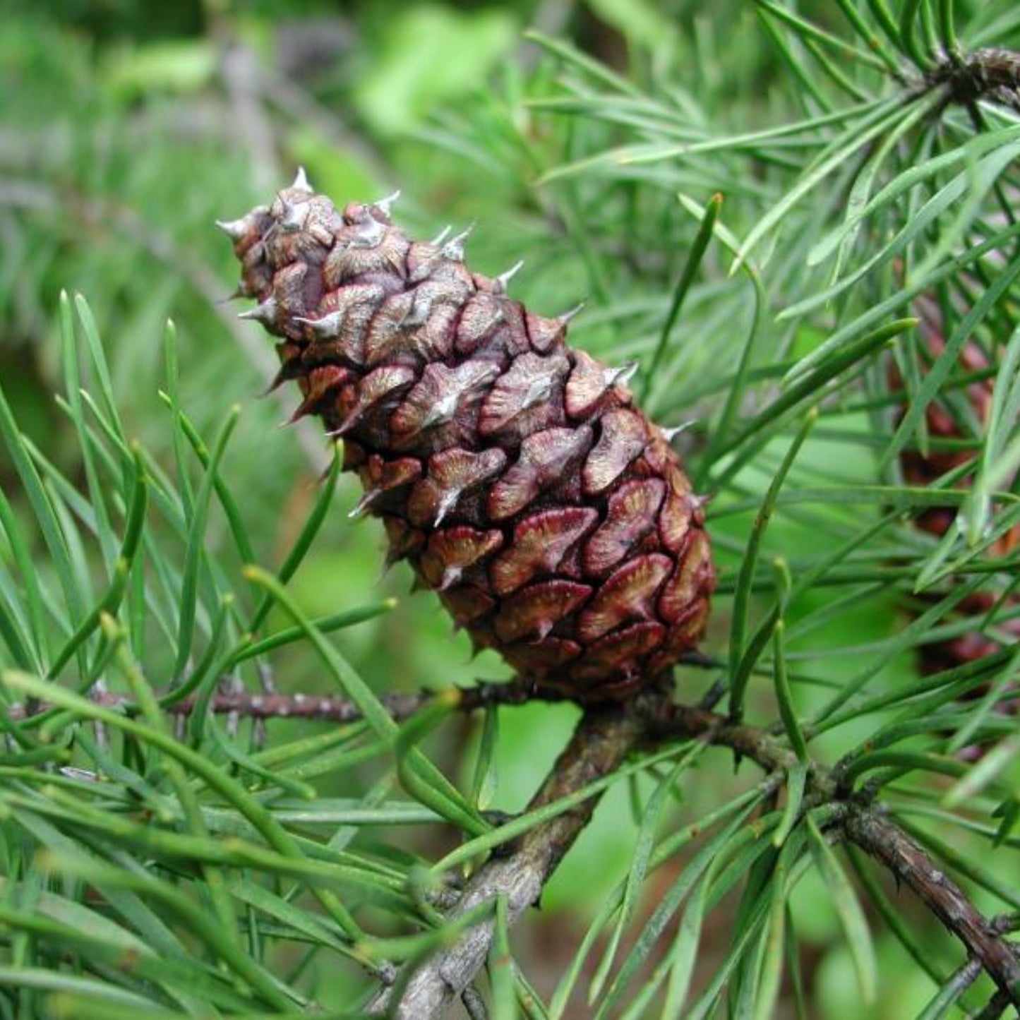 Close-up of a pine cone on a branch with green leaves.