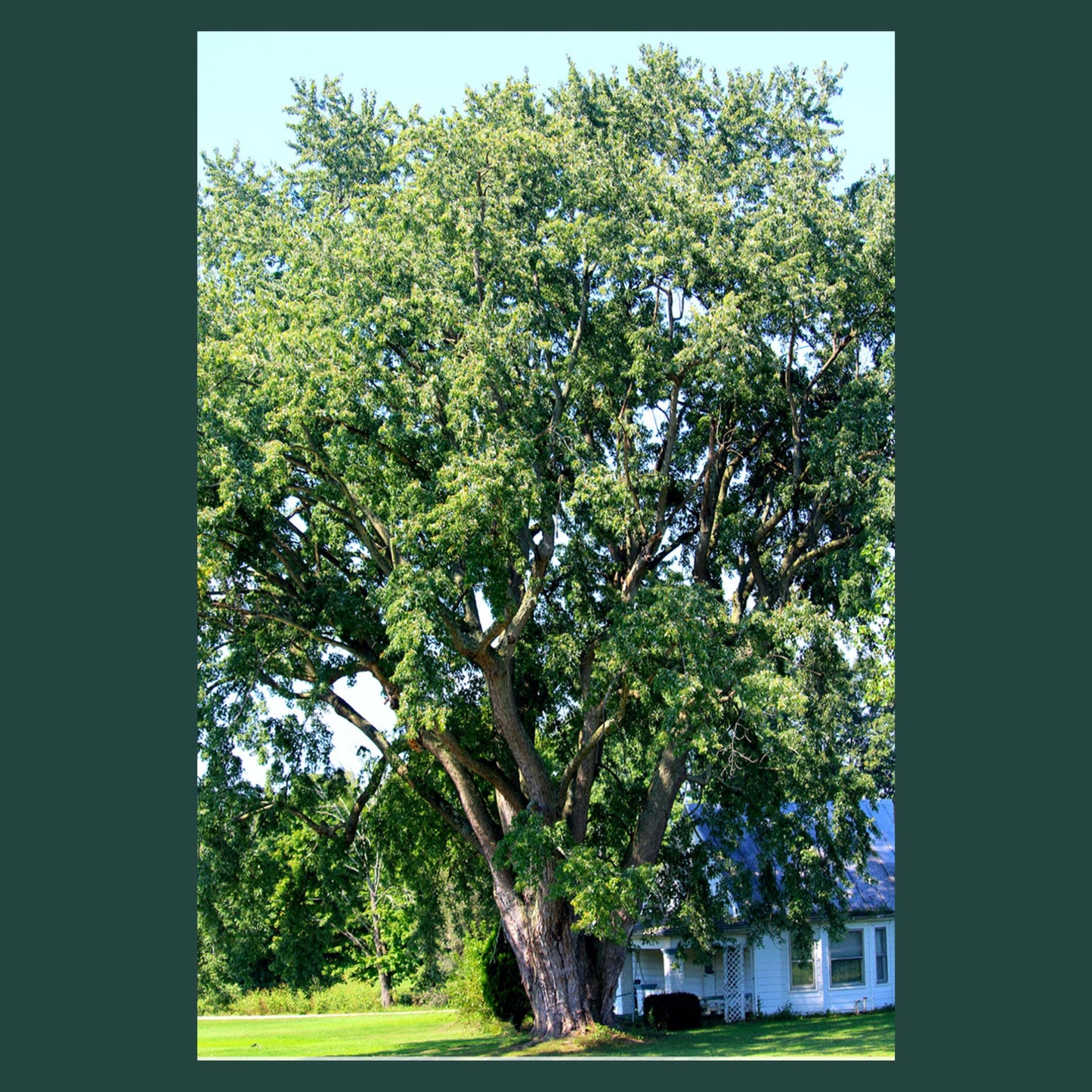 Box Elder Tree Seeds-(Acer negundo)