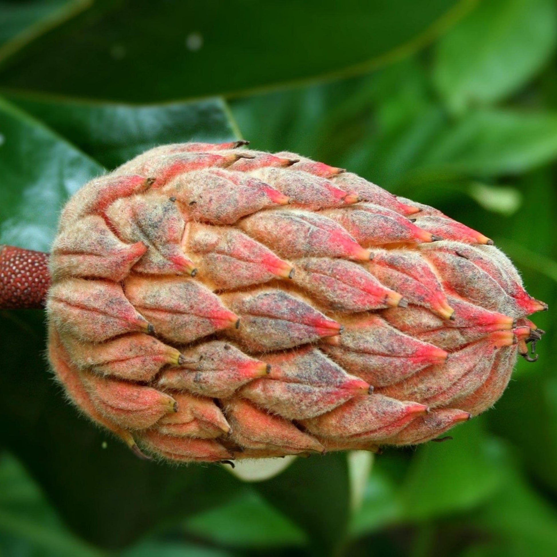 magnolia plant seeds Southern Sweetbay Magnolia Seeds — Magnolia virginiana