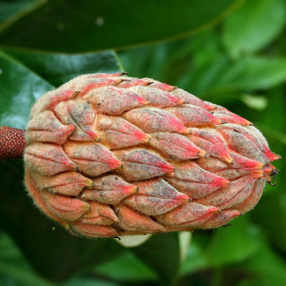 Southern Sweetbay Magnolia Seeds (Magnolia virginiana)