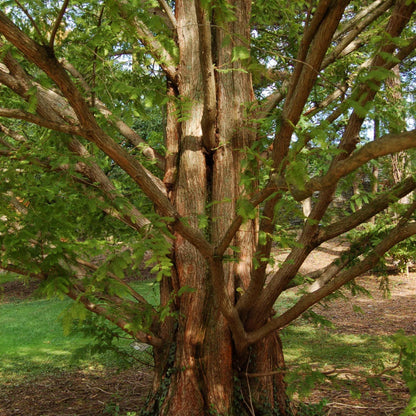 Dawn Redwood Tree Seeds-(Metasequoia glyptostroboides)