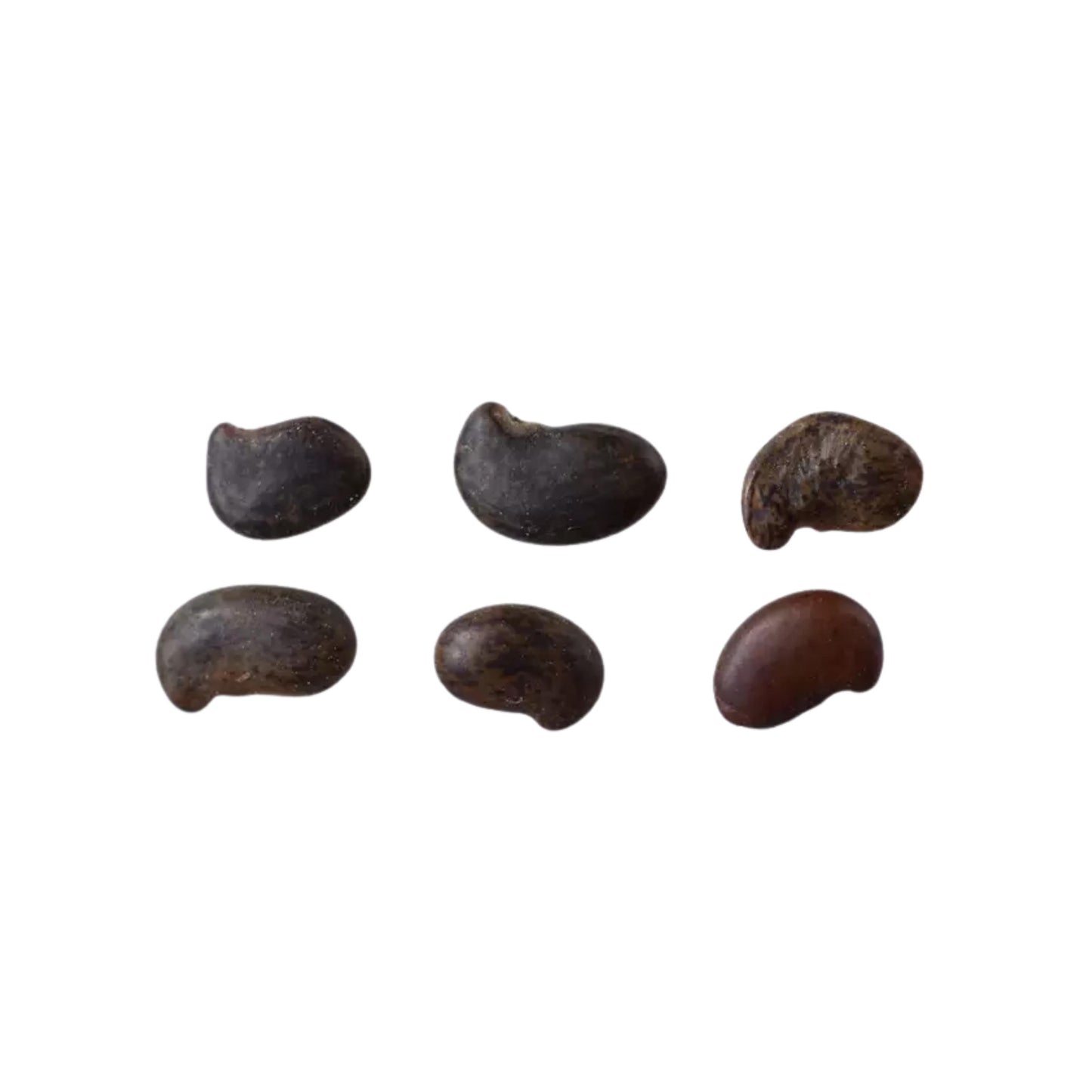 Black Locust Tree Seeds (Robinia pseudoacacia)