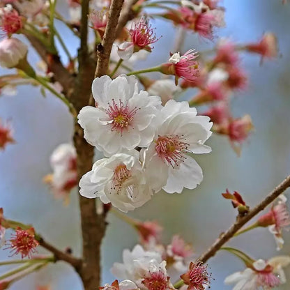 Japanese Hill Cherry Tree Seeds (Prunus serrulata)