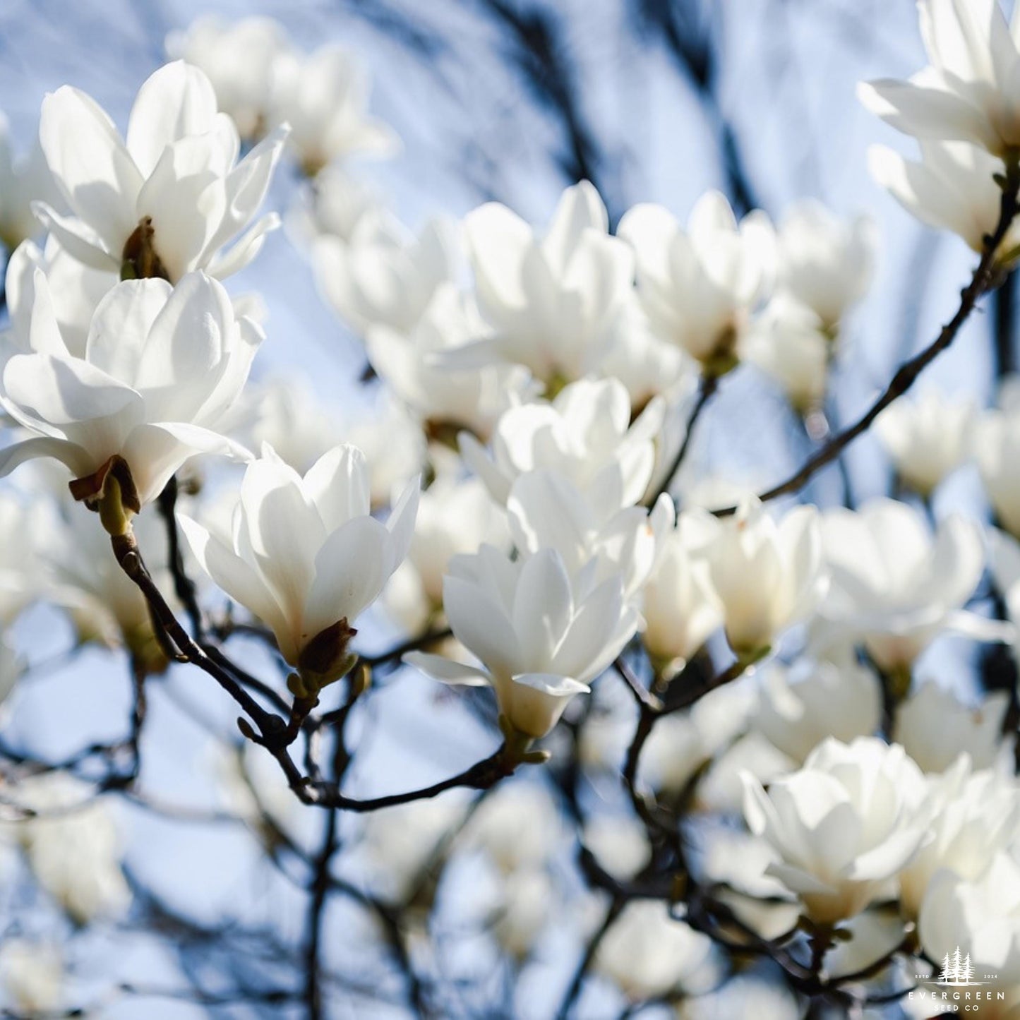 Southern Sweetbay Magnolia Seeds (Magnolia virginiana)