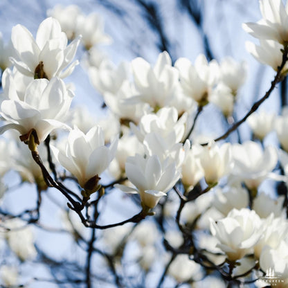 Southern Sweetbay Magnolia Seeds (Magnolia virginiana)