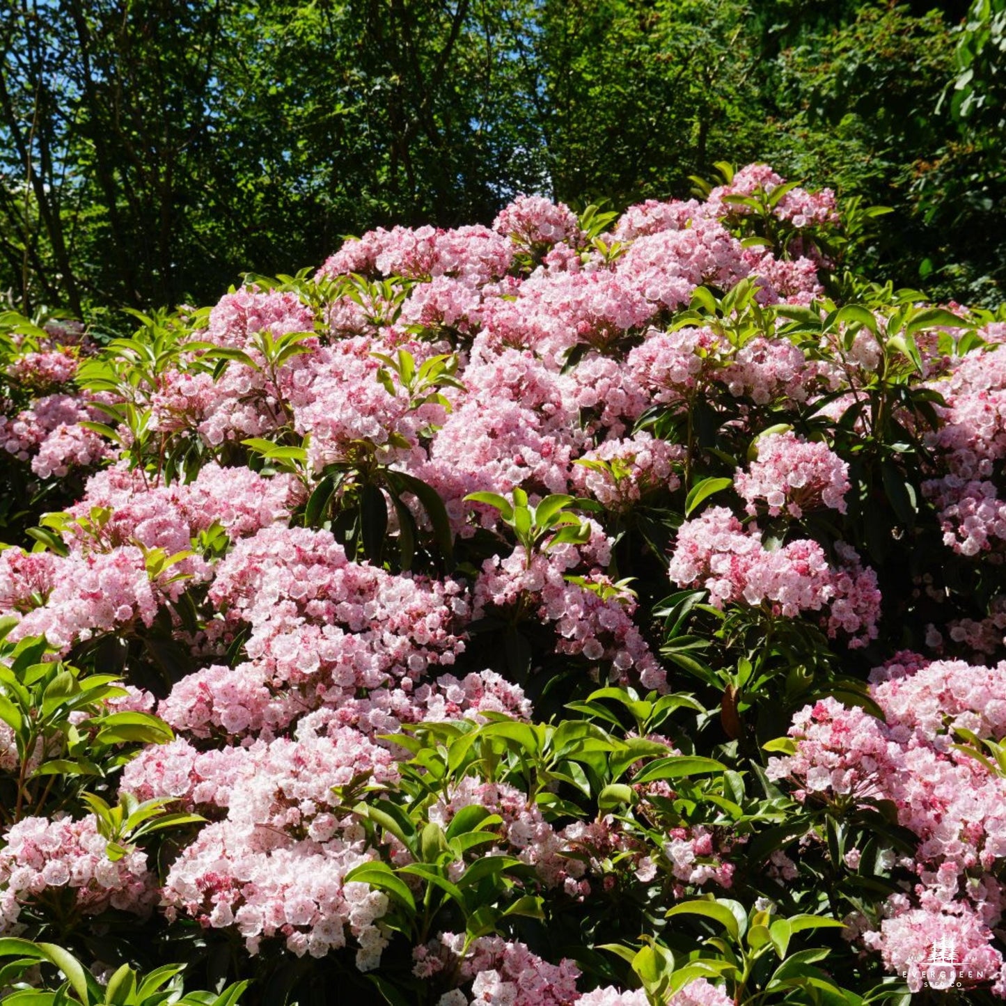 Mountain Laurel Seeds-(Kalmia Latifolia)